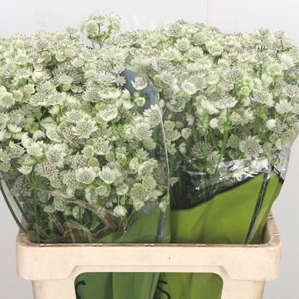 ASTRANTIA SHAGGY Inaltime:60