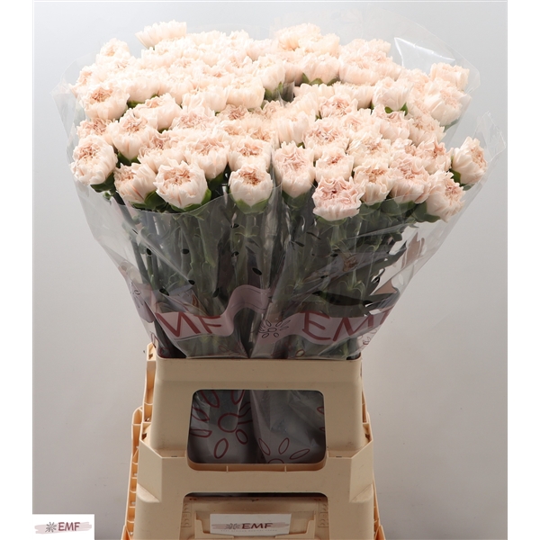 CARNATION ST ESSIANA Inaltime:70