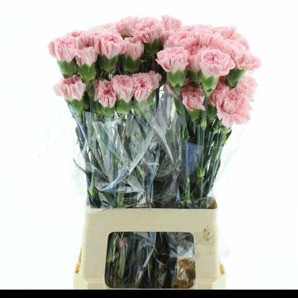 CARNATION ST PINK BIZET Inaltime:70