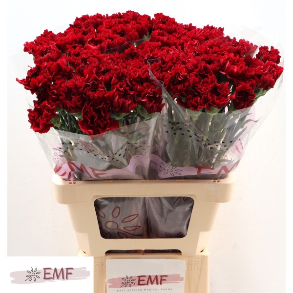 CARNATION ST ZURIGO Inaltime:70