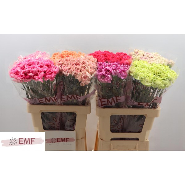 CARNATION STANDARD MIX Inaltime:70