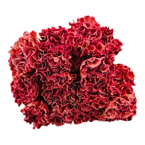 CARNATION ST PAINT PASSION Inaltime:70