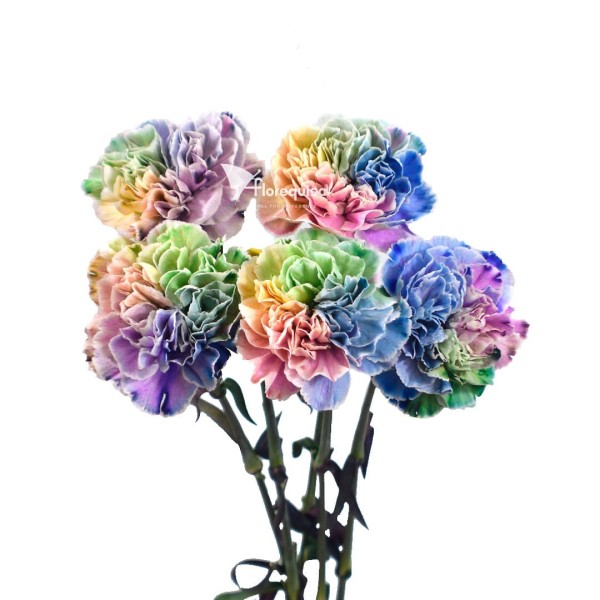 CARNATION ST RAINBOW Inaltime:70