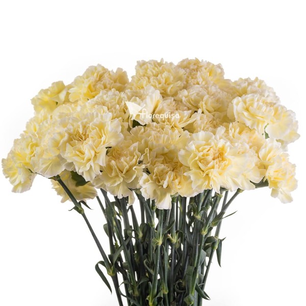 CARNATION ST MINAMI Inaltime:70