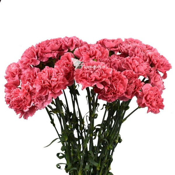 Carnation St Tommy Minami Inaltime:50