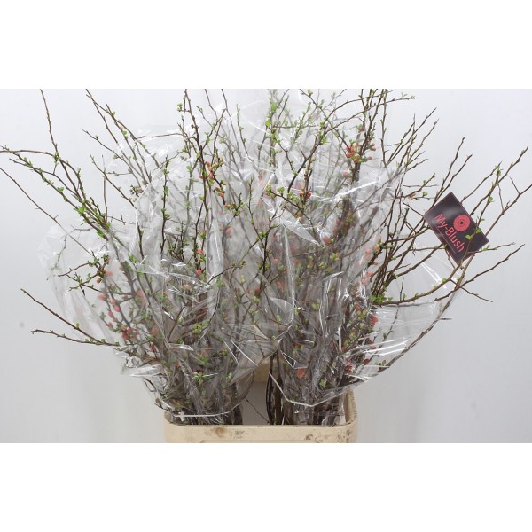 CHAENOMELES SUPERBA