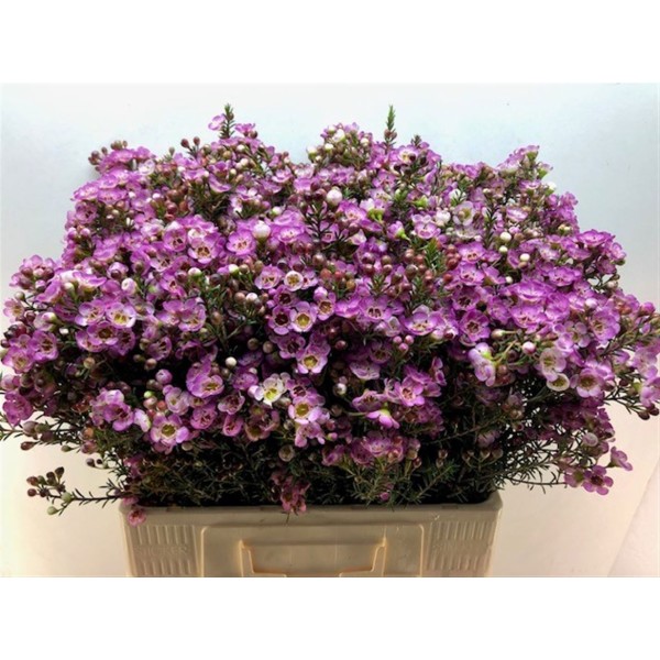 CHAMELAUCIUM/WAX ADI PINK BIG FLOWER Inaltime:70