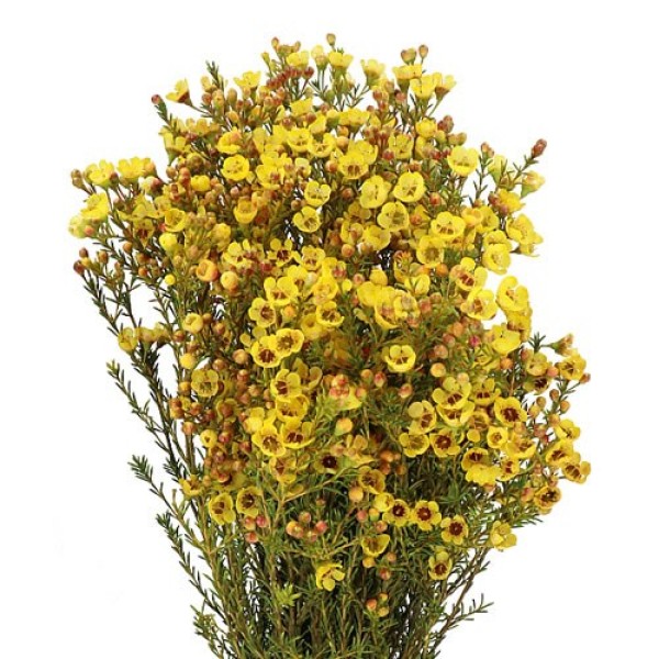 CHAMELAUCIUM/WAX PAINT YELLOW Inaltime:70