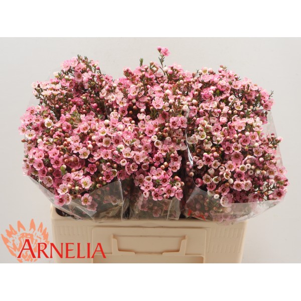 CHAMELAUCIUM/WAX WENDY PINK Inaltime:70