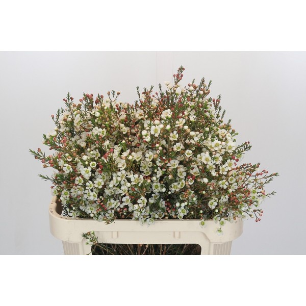CHAMELAUCIUM/WAX SIRIUS Inaltime:70