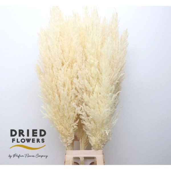 CORTADERIA NATURAL WHITE Inaltime:100