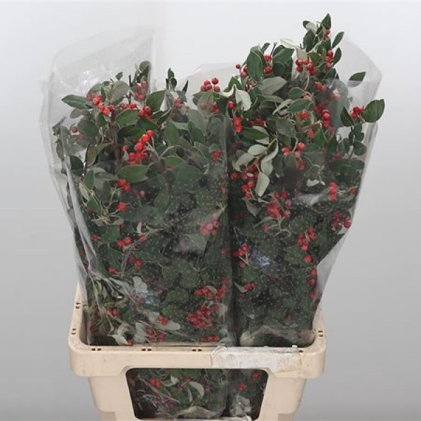 COTONEASTER (BUNCH) Diamentru:80