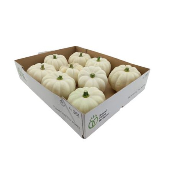 CUCURBITA BABY BOO