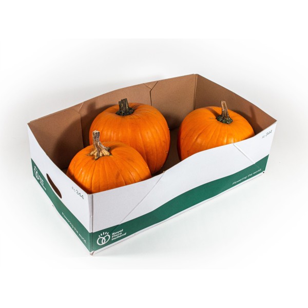 CUCURBITA MAXIMA HALLOWEEN