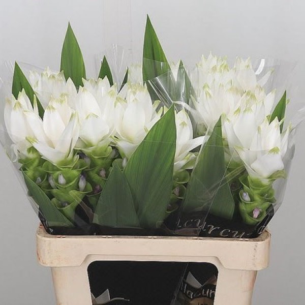 CURCUMA SIAM SHINE Inaltime:50