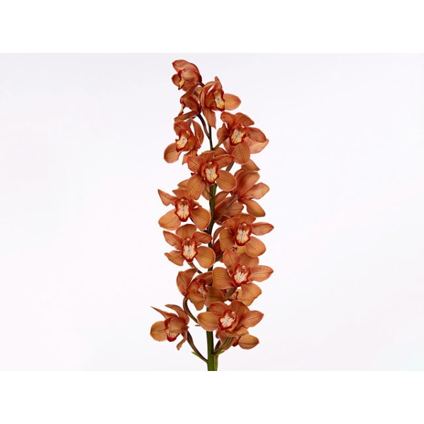 CYMBIDIUM LARGE ORANGE Inaltime:80