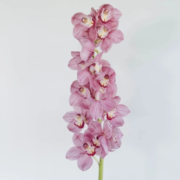CYMBIDIUM QUEEN MONA Inaltime:80