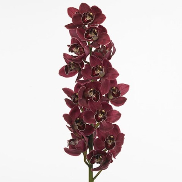 CYMBIDIUM RED BLAZING FURY HADES Inaltime:80