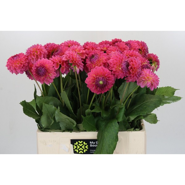 Dahlia barbados Inaltime:50