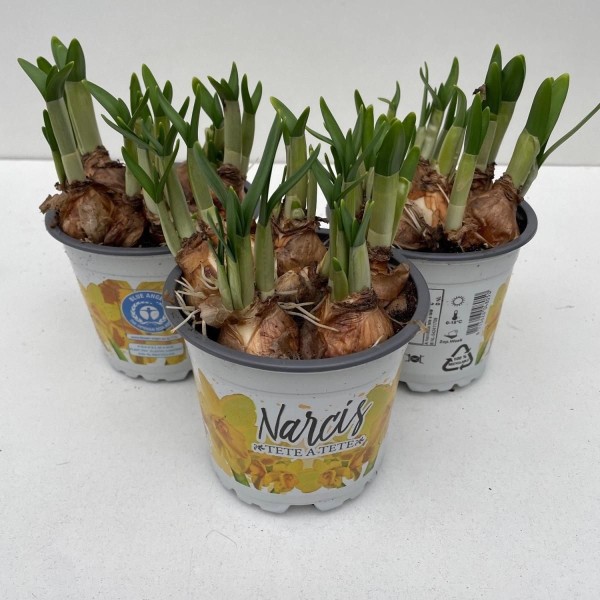NARCISSUS TETE-A-TETE Inaltime:40