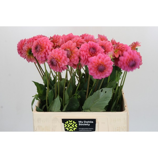 Dahlia pink runner Inaltime:50
