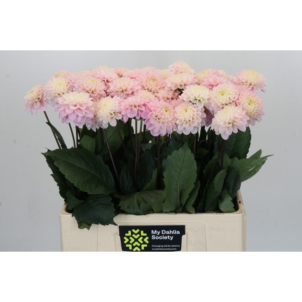 Dahlia wizard of oz Inaltime:50