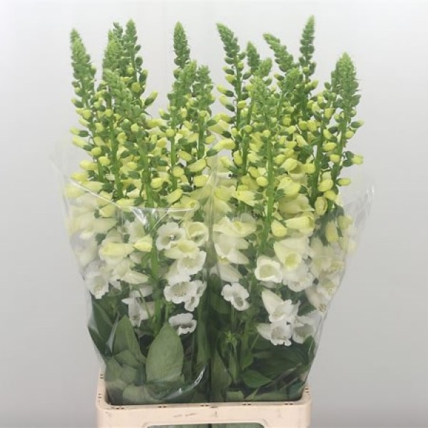 DIGITALIS CAMELOT WHITE Inaltime:50