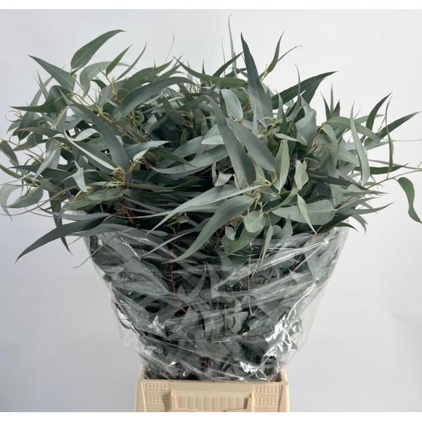 EUCALYPTUS GLORIA MARIA Inaltime:70