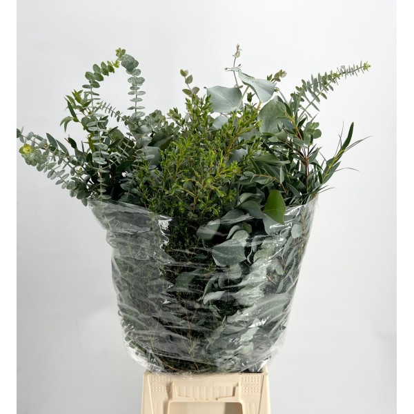 EUCALYPTUS MIX PER BUNCH Inaltime:70
