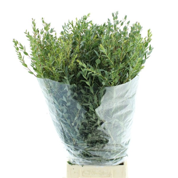 EUCALYPTUS PARVIFOLIA PER BUNCH Inaltime:70