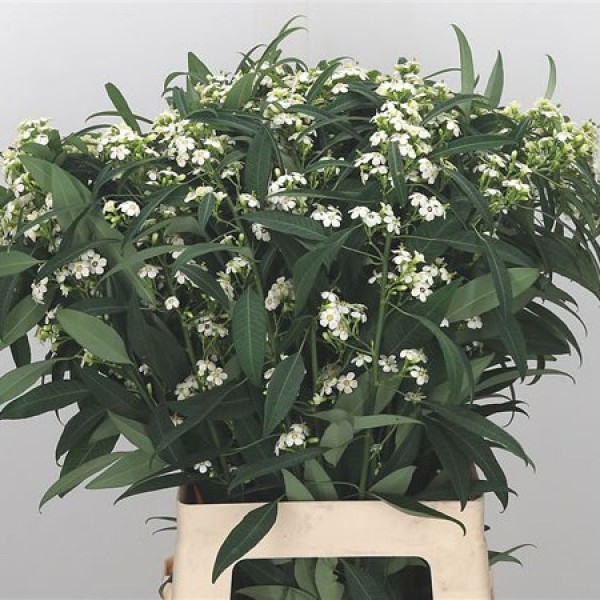 Euphorbia Fulgens Quicksilver Inaltime:50