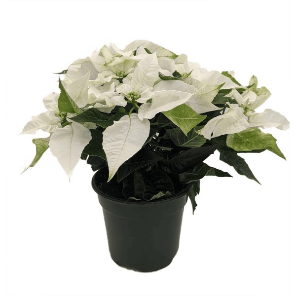 EUPHORBIA PULC. PRINCETTIA WHITE Inaltime:50