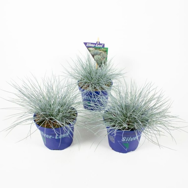 FESTUCA GLAUCA COMPACTA BLUE