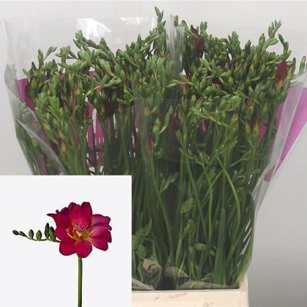 FREESIA SI ADELE Diamentru:20 Inaltime:52