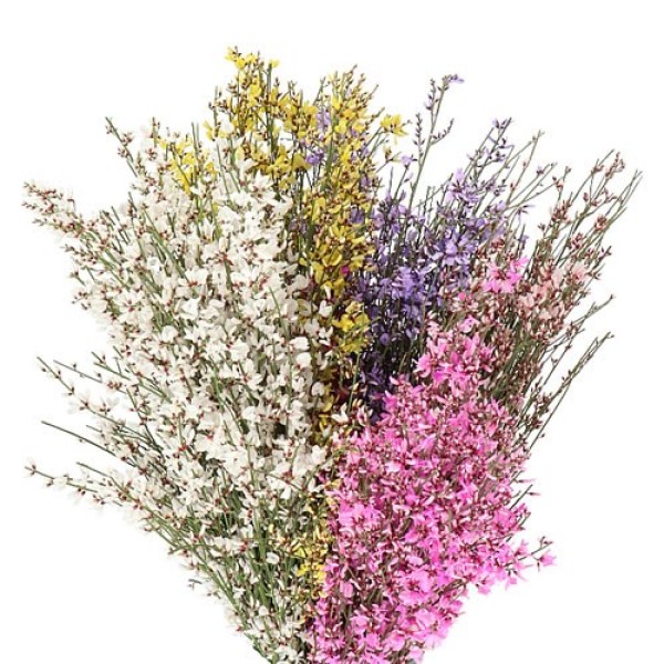GENISTA PAINT MIX Inaltime:70
