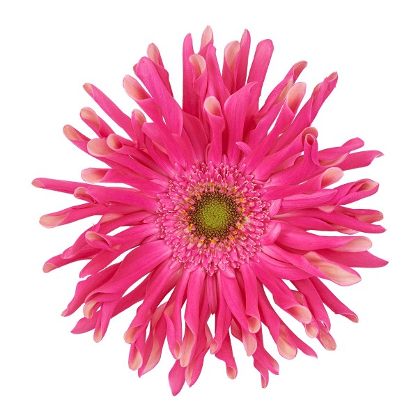 GERBERA REBEL JINX