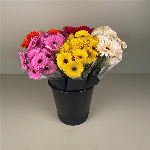 GERMINI 4 COLOUR MIX
