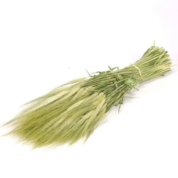SIERTRITICALE Inaltime:60