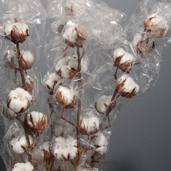 GOSSYPIUM WHITE Inaltime:60