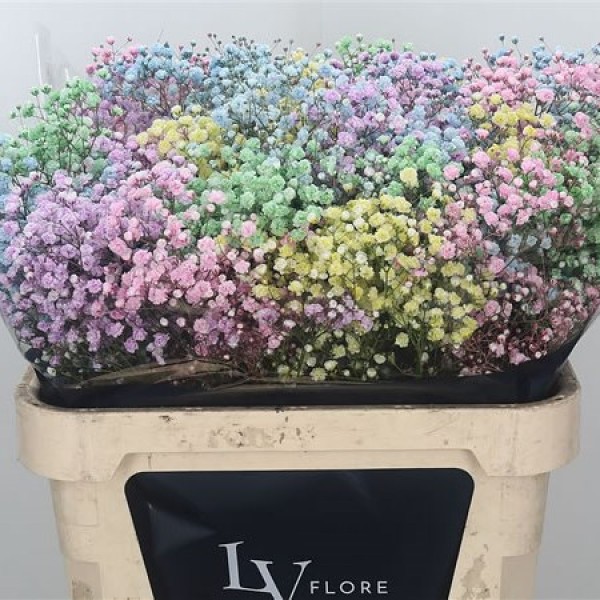 GYPS XLENCE DYED RAINBOW Diamentru:40 Inaltime:80