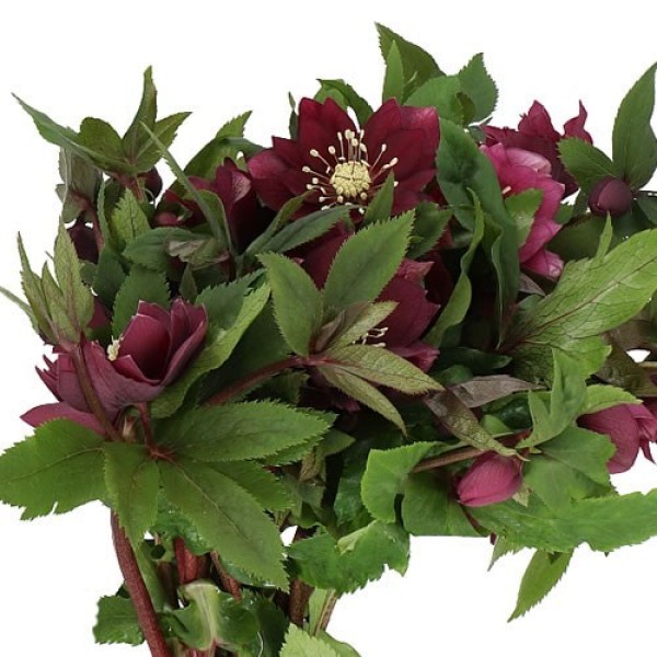 HELLEBORUS DOUBLE ELLEN RED Inaltime:40