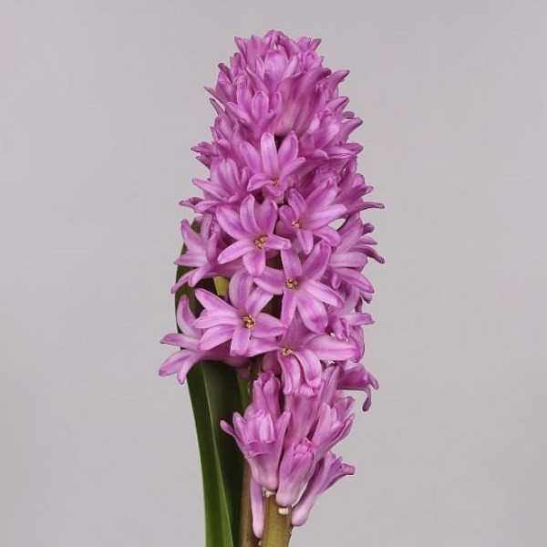 HYACINTHUS ANNA LIZA Inaltime:35