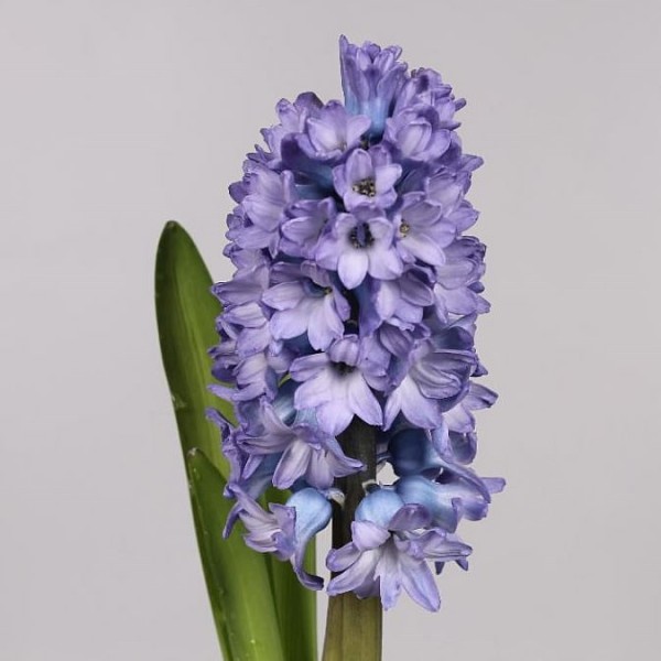 HYACINTHUS DELFT BLUE Inaltime:35