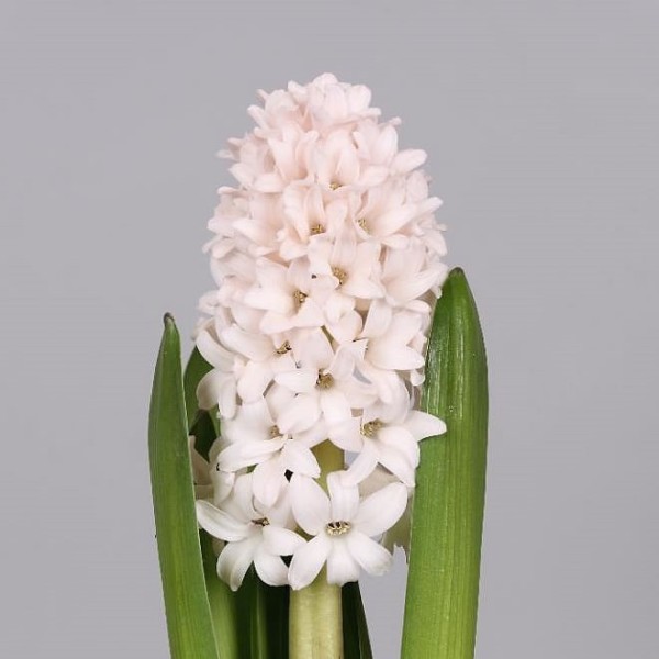 HYACINTHUS CHINA PINK Inaltime:35