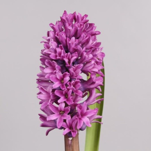 HYACINTHUS MISS SAIGON Inaltime:35