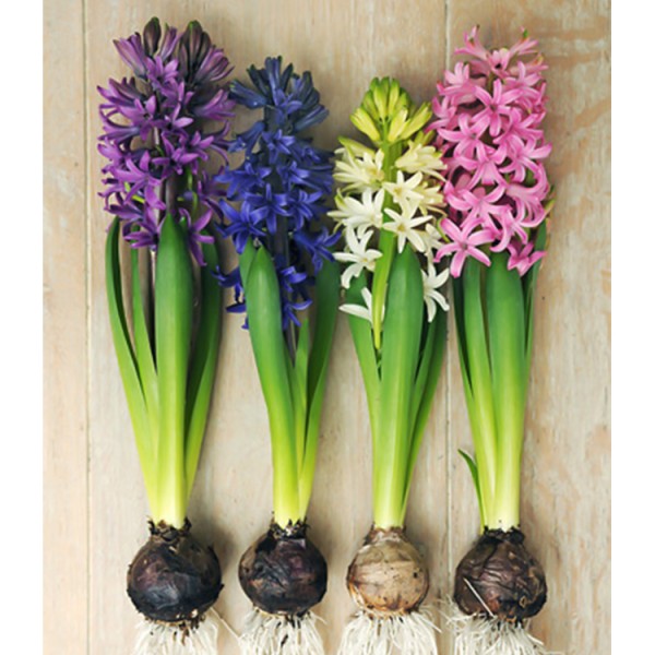 HYACINTHUS RAINBOW (MIXBUNCH) Inaltime:35