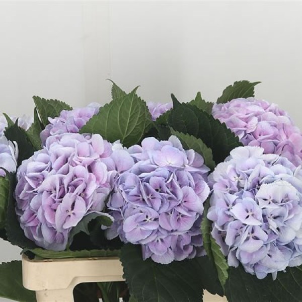HYDRANGEA ROYAL SYMPHONY BLUE Diamentru:18 Inaltime:60