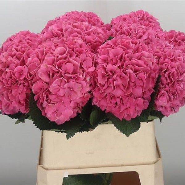HYDRANGEA SIBILLA RED Diamentru:18 Inaltime:60