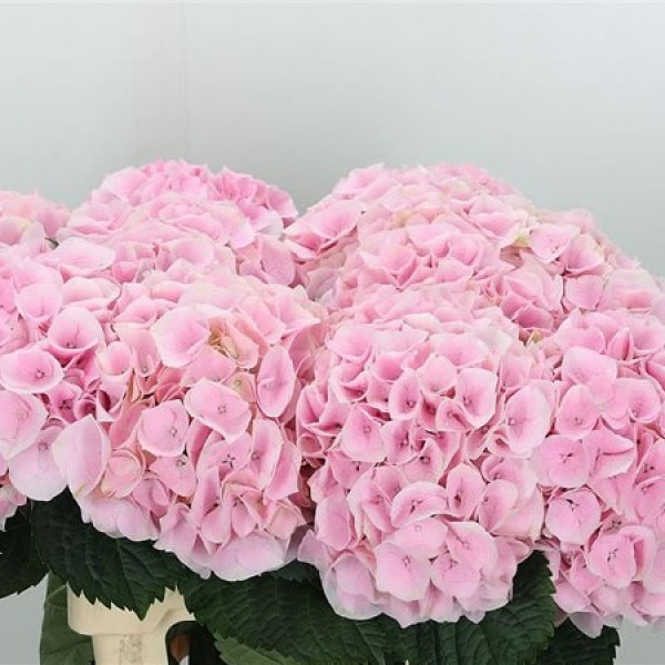HYDRANGEA VERENA Diamentru:18 Inaltime:60