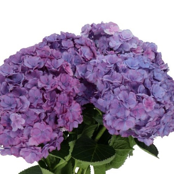 HYDRANGEA ROYAL ANASTASIA Diamentru:18 Inaltime:60